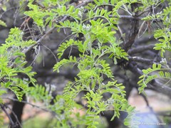 Sophora davidii
