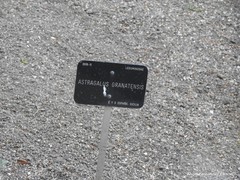 Astragalus granatensis