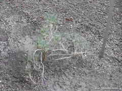 Astragalus granatensis