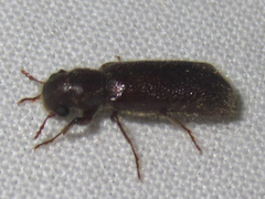 Melalgus plicatus