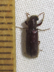 Melalgus plicatus