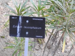 Echium leucophaeum