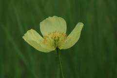 Papaver amurense