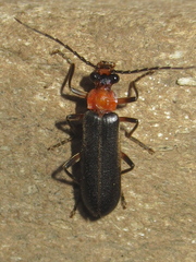 Podabrus quadratus
