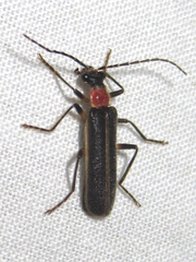 Podabrus quadratus