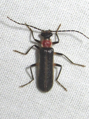 Podabrus quadratus