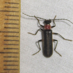 Podabrus quadratus