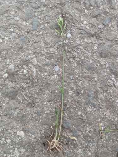 common soft brome