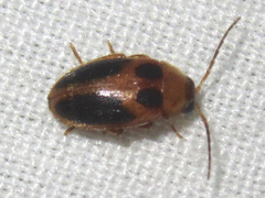 Sacodes pulchella