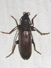 Sparedrus aspersus