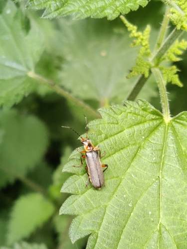 Grey Sailor Beetle