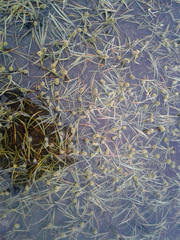 Sparganium hyperboreum