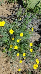 Eschscholzia ramosa
