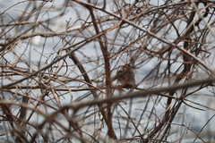 Passer domesticus