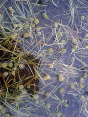 Sparganium hyperboreum