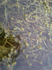 Sparganium hyperboreum