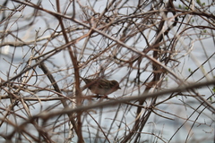 Passer domesticus