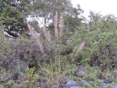 Muhlenbergia emersleyi