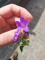 Campanula