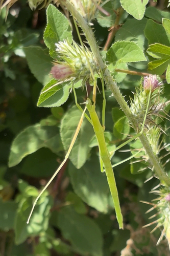 French stick insect
