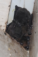 Myotis macropus