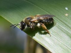 Andrena tibialis