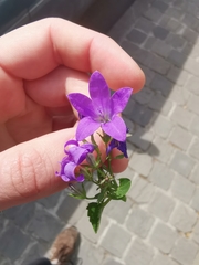 Campanula