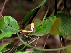 Adelpha cytherea cytherea