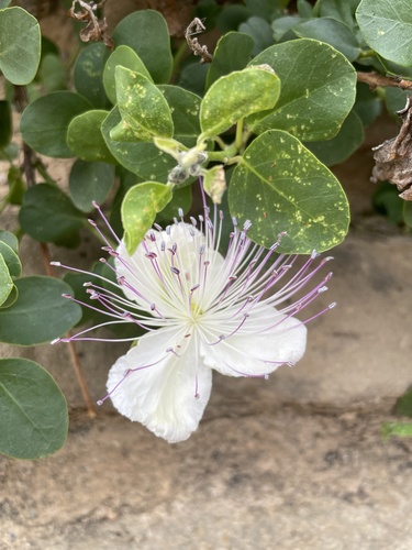 Caper Bush
