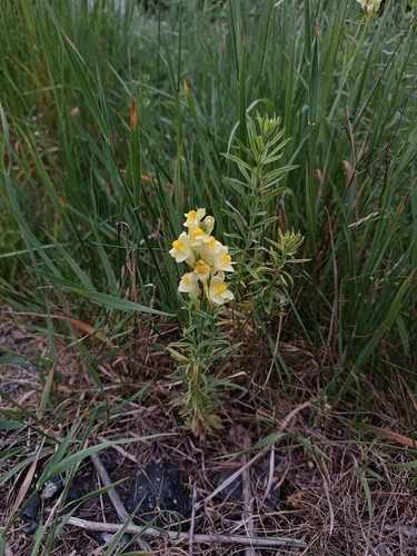 common toadflax