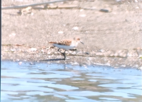 iNaturalist image
