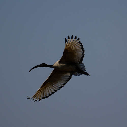 iNaturalist image