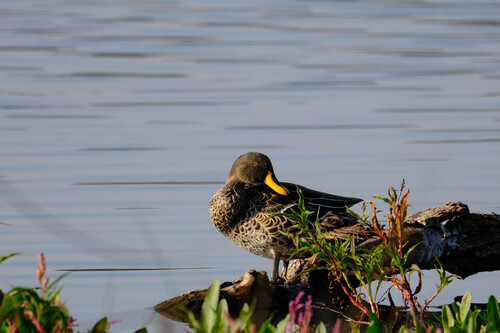 iNaturalist image