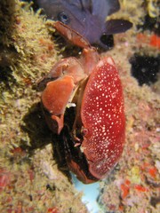 Atergatis integerrimus