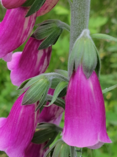 purple foxglove