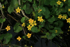 Caltha palustris membranacea