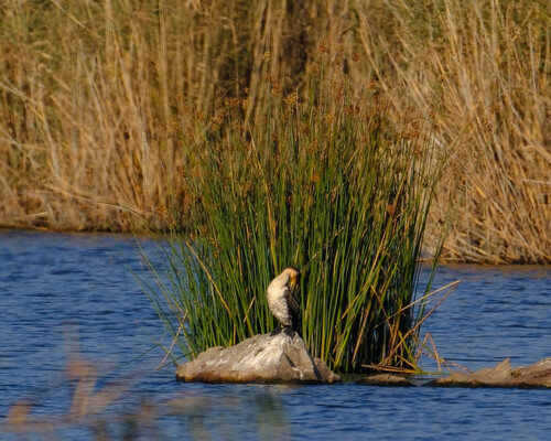 iNaturalist image