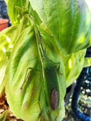 Homoeocerus graminis