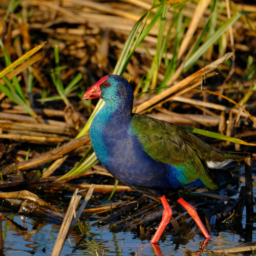 iNaturalist: (c) andrewdressel, some rights reserved (CC BY-NC) iNaturalist image