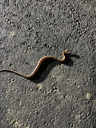 Indian Wolf Snake