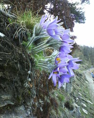 Pulsatilla halleri