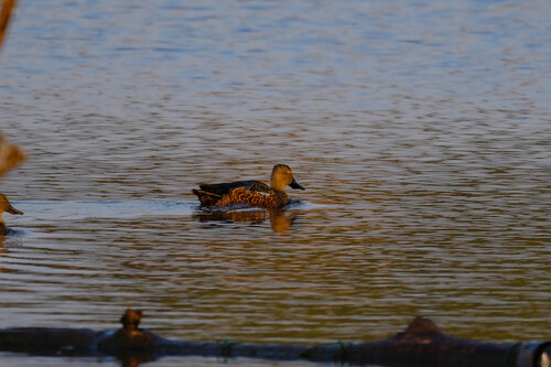 iNaturalist image
