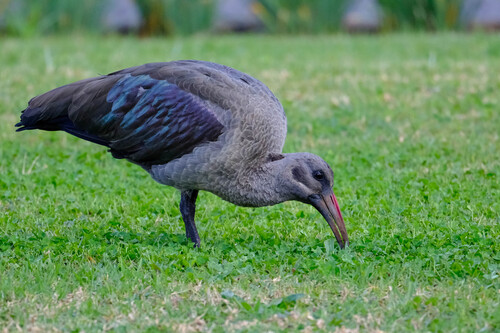 iNaturalist image