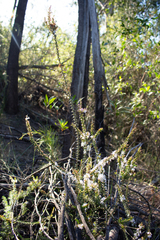 Epacris pulchella