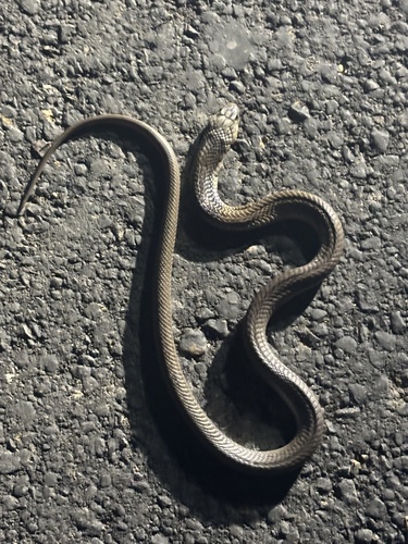Indian Cobra