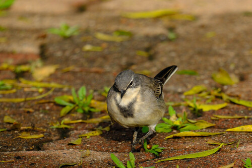 iNaturalist: (c) andrewdressel, some rights reserved (CC BY-NC) iNaturalist image
