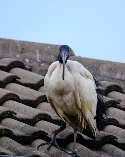 iNaturalist image