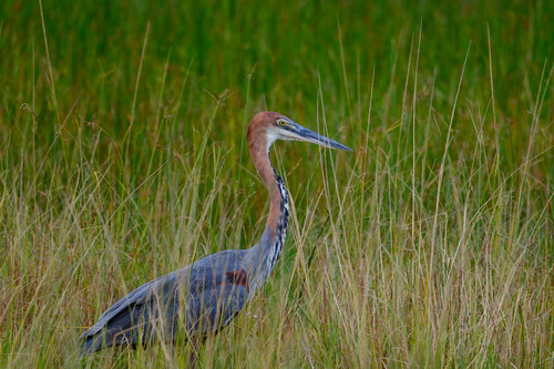 iNaturalist image