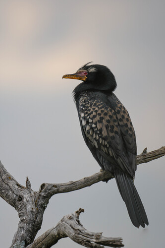 iNaturalist image