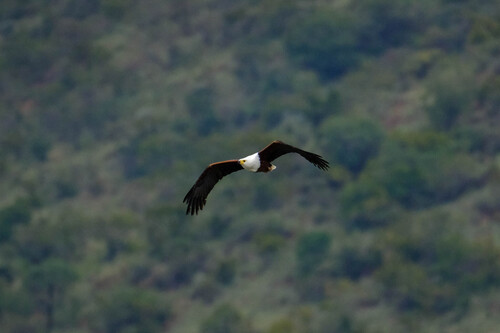 iNaturalist image